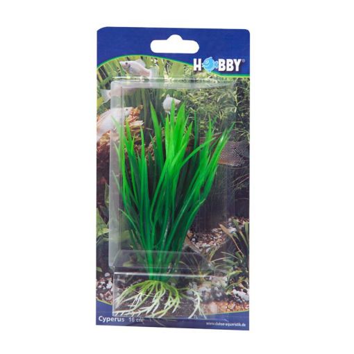 Dohse HOBBY Cyperus 16 cm