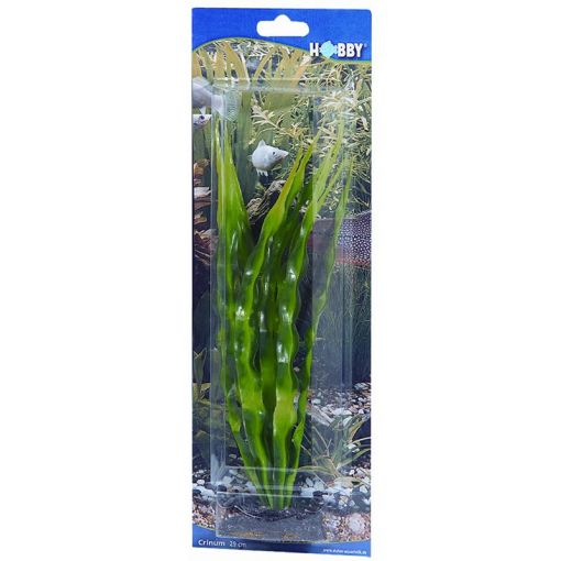 Dohse HOBBY Crinum 29 cm