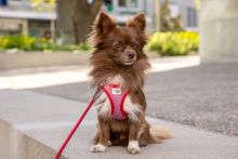 Curli Vest Geschirr Merino Schwarz 2XS