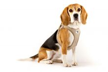 Curli Clasp Vest Geschirr Cord schwarz S