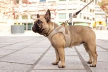 Curli Clasp Vest Geschirr Cord schwarz M