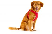 Curli Clasp Vest Geschirr Softshell rot XS