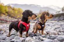 Curli Clasp Vest Geschirr Softshell rot XS