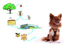 Curli Apple Leather Clasp Vest Geschirr schwarz XS