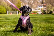 Curli Clasp Vest Geschirr Puppy Set Pink-Circles 2XS