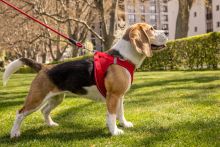 Curli Vest Harness Magnetic V2 Red S