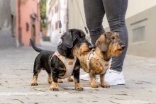 Curli Clasp Vest Harness Alpine Light Gray L