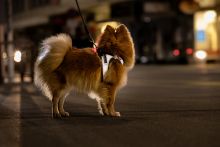 Curli Clasp Vest Harness Glow Reflective Gray L