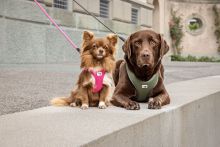 Curli All New Belka Harness Air-Mesh Comfort Black 3XL