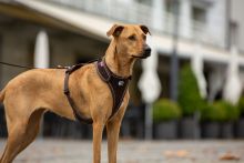 Curli Belka Geschirr Rot M