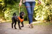 Curli Basic Geschirr Air-Mesh Camo XL