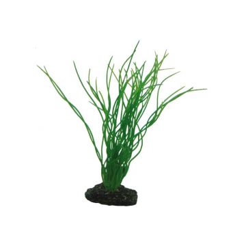 Dohse HOBBY Sagittaria 20 cm Dohse HOBBY Sagittaria 20 cm