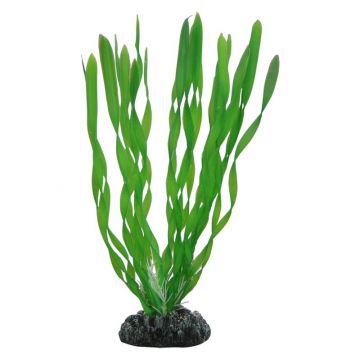 Dohse HOBBY Vallisneria 20 cm SB Dohse HOBBY Vallisneria 20 cm SB