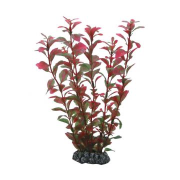 Dohse HOBBY Ludwigia 25 cm SB Dohse HOBBY Ludwigia 25 cm SB