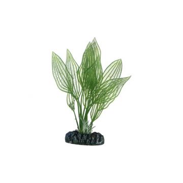 Dohse HOBBY Aponogeton 16 cm Dohse HOBBY Aponogeton 16 cm