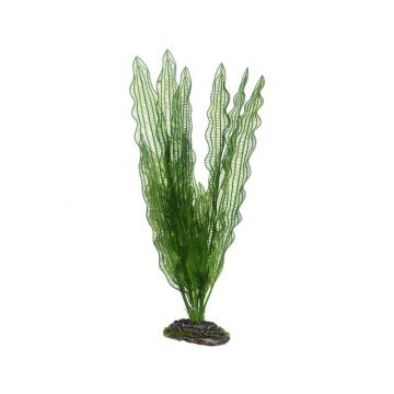 Dohse HOBBY Aponogeton 39 cm Dohse HOBBY Aponogeton 39 cm
