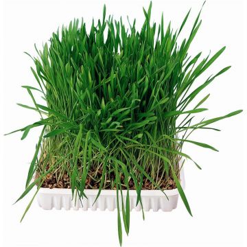 Trixie Kleintiergras, Schale 100 g Trixie Kleintiergras, Schale 100 g